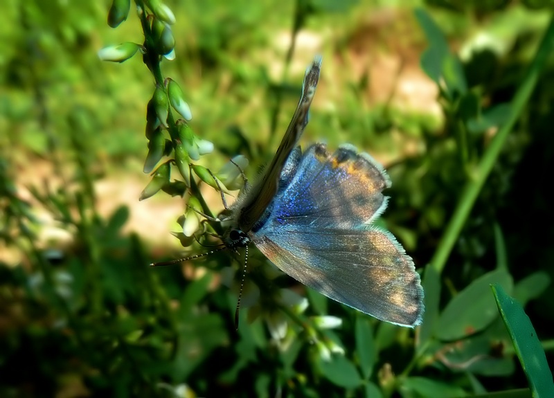 Plebejus argyrognomon